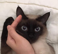 Byeol